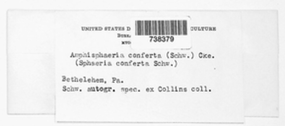 Scortechinia conferta image